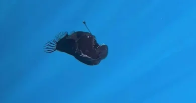 Pez diablo negro